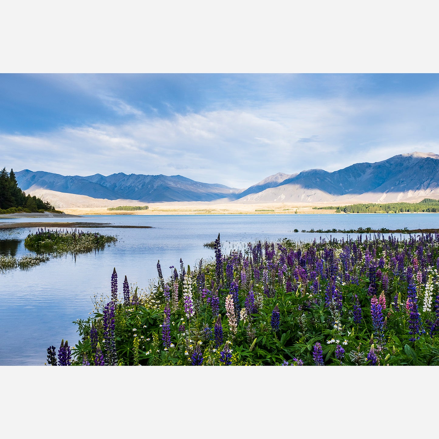 Lake Tekapo Lupins