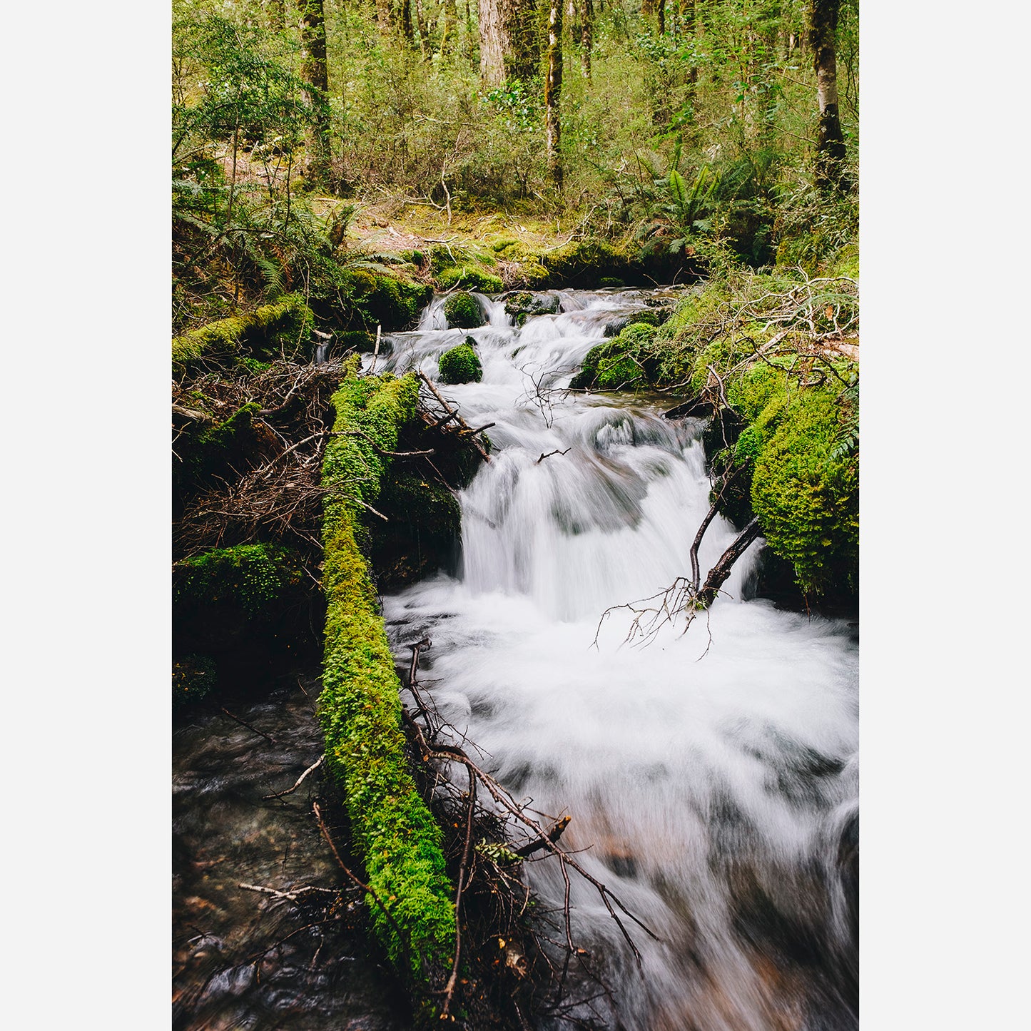 Mossy Stream