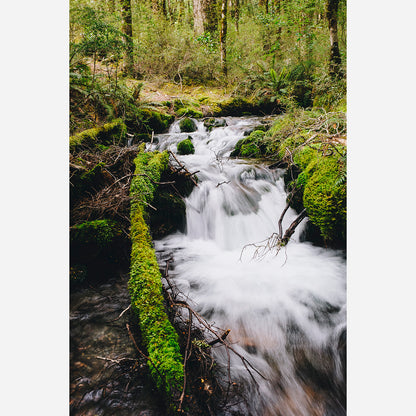 Mossy Stream