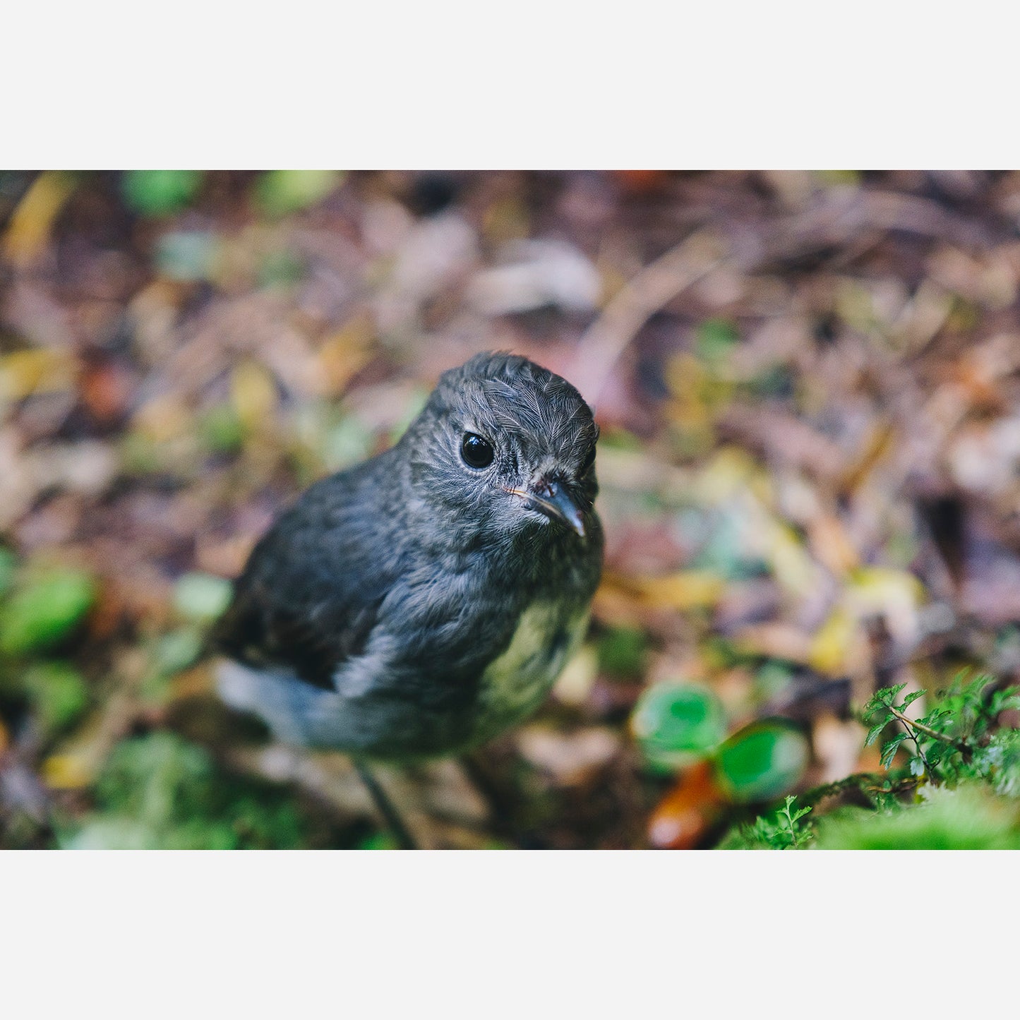 South Island Robin